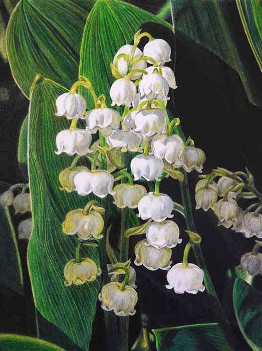 Blooming Lily of the Valley flowers in a garden